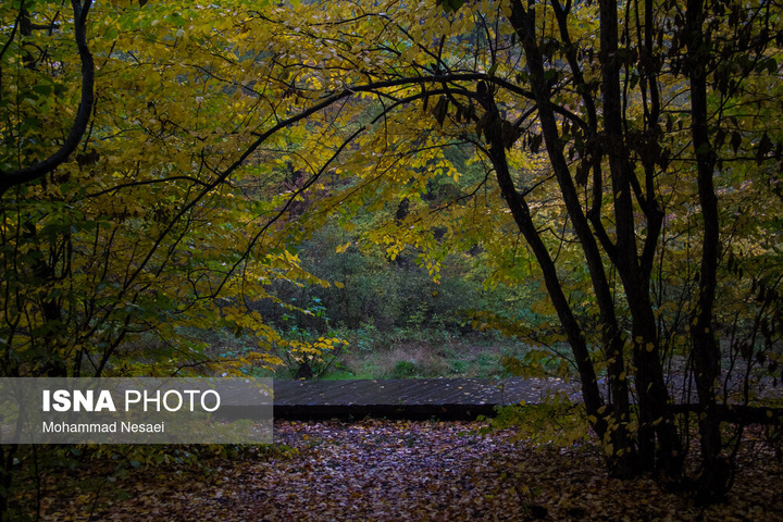 باران پاییزی در جنگل هیرکانی النگدره