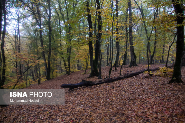 باران پاییزی در جنگل هیرکانی النگدره