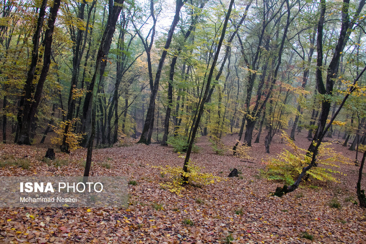 باران پاییزی در جنگل هیرکانی النگدره