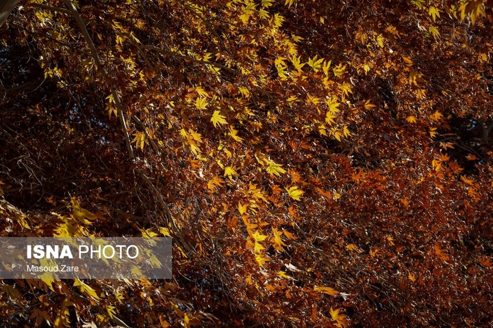 چنارهای سرخ‌پوش پهلوان‌پور