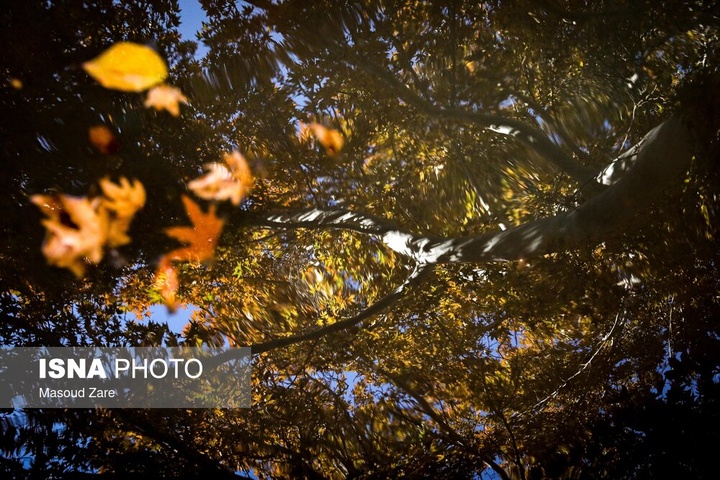 چنارهای سرخ‌پوش پهلوان‌پور