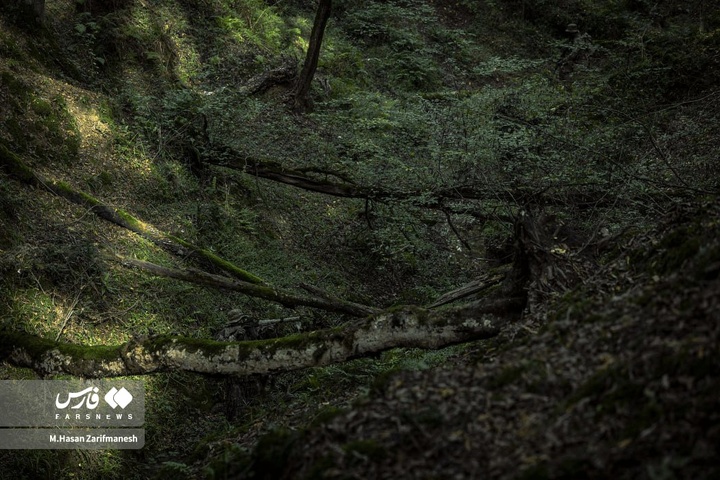 تمرین تخصصی رزم در جنگل توسط یگان ویژۀ فاتحین