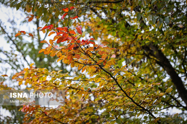 النـگدره؛ قاب ماندگار فصل دگرگونی