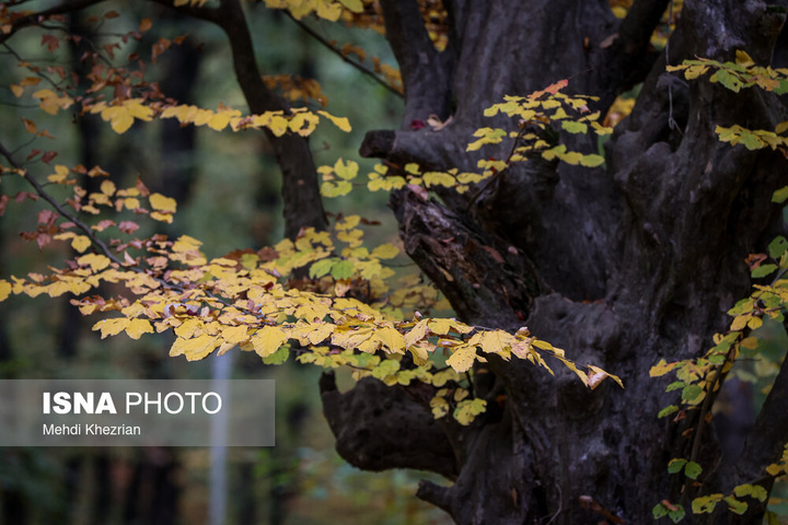 النـگدره؛ قاب ماندگار فصل دگرگونی