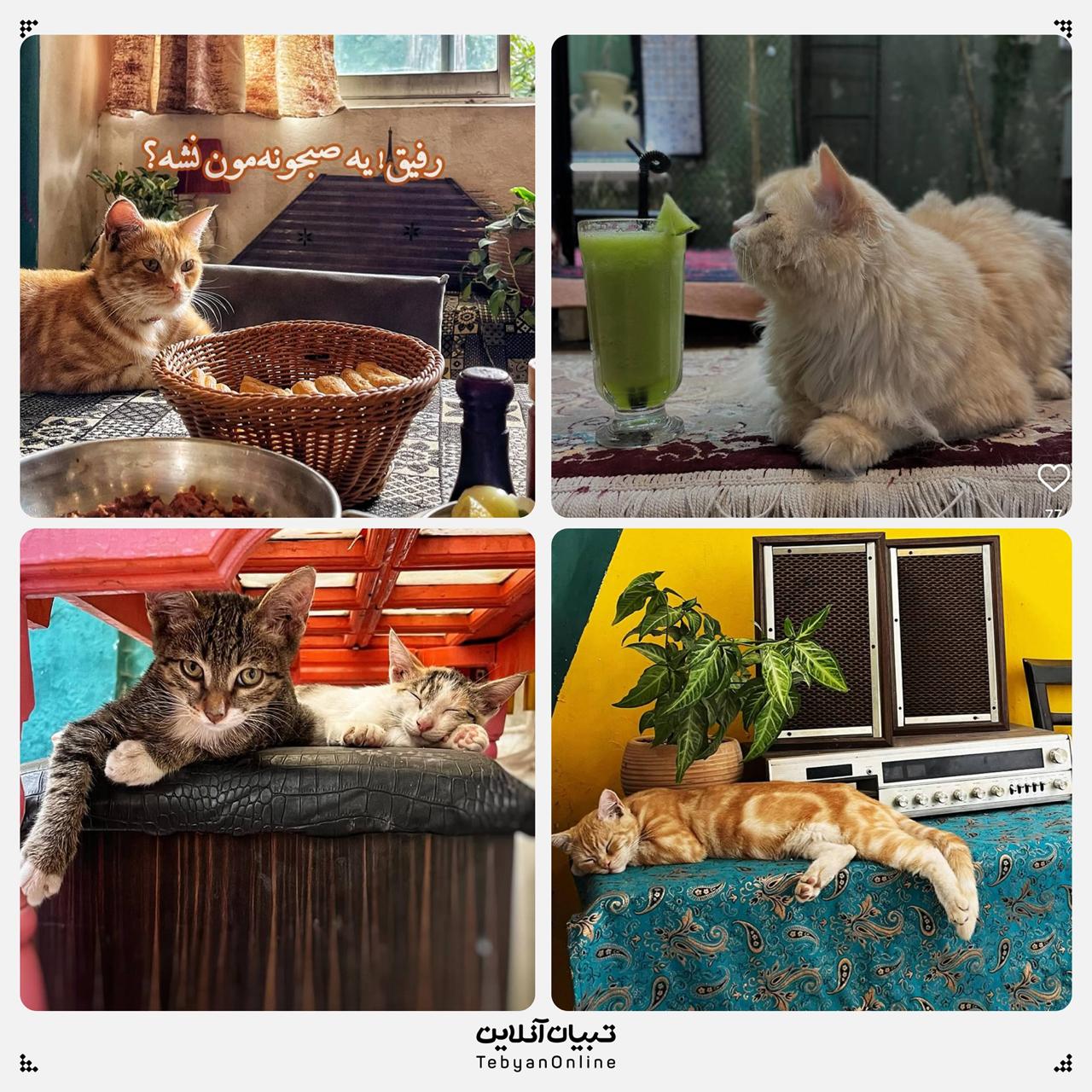 گربه های کافه ای