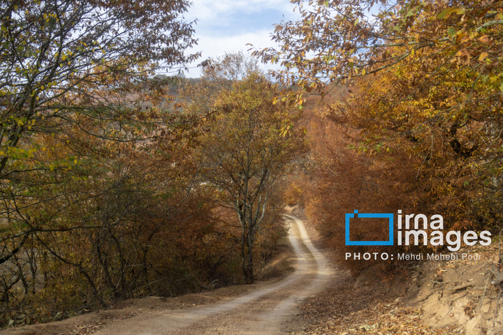 آخرین قدم‌های پاییز