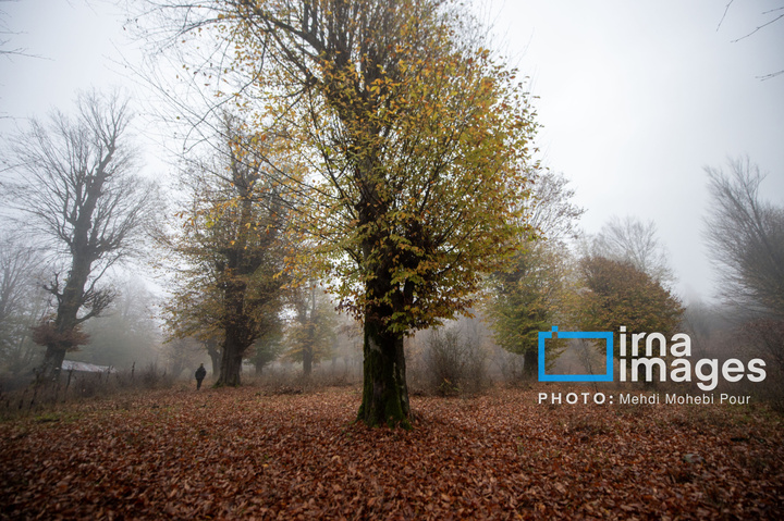 آخرین قدم‌های پاییز