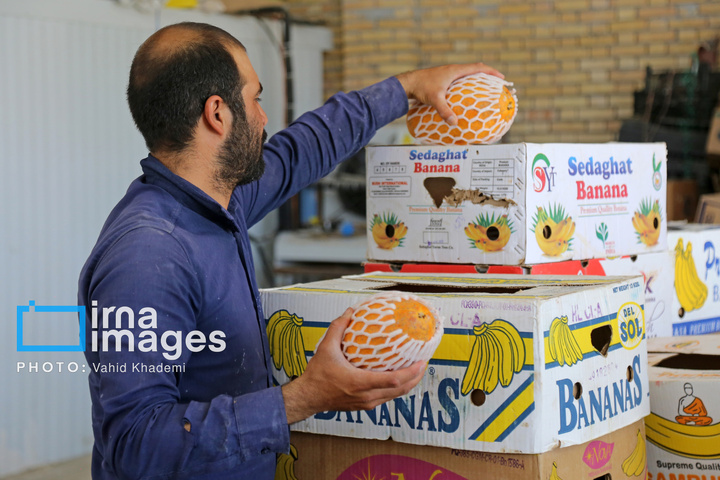 مزرعه «پاپایا»