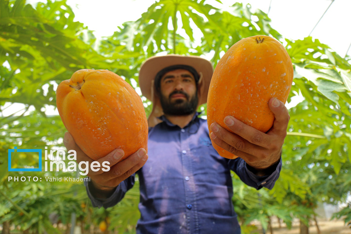 مزرعه «پاپایا»