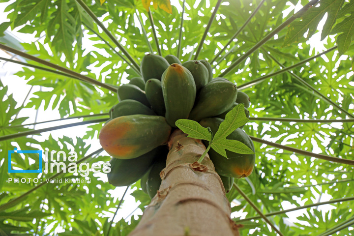 مزرعه «پاپایا»