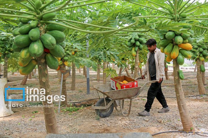 مزرعه «پاپایا»