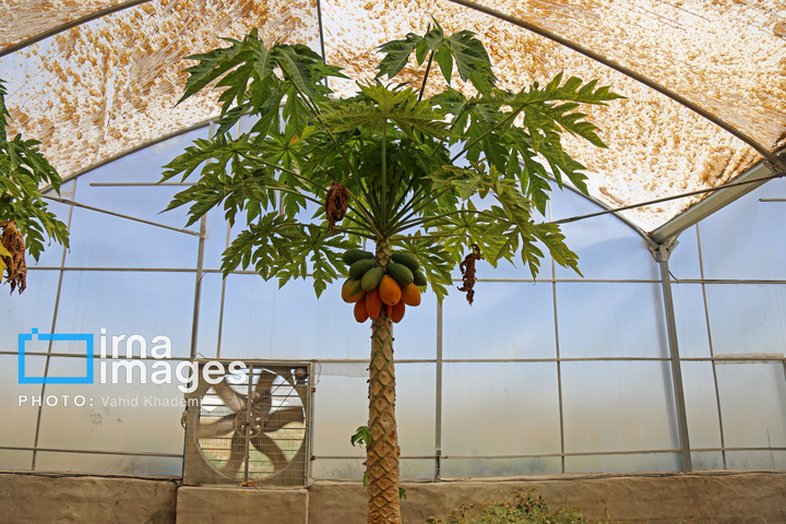 مزرعه «پاپایا»