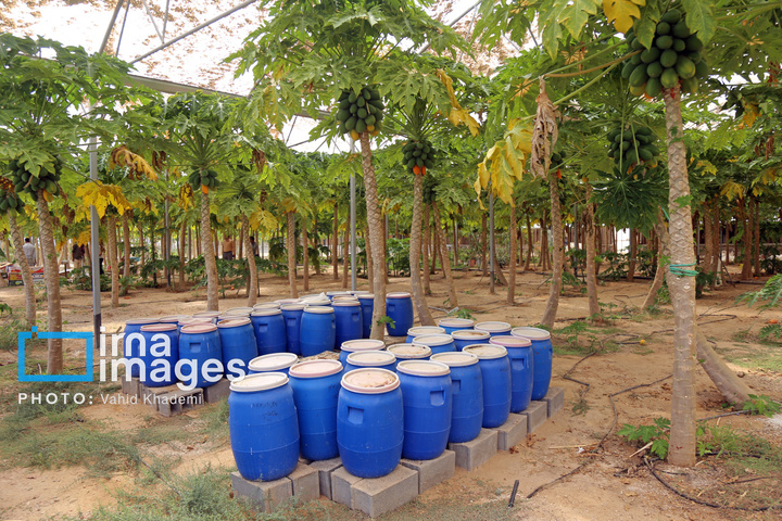 مزرعه «پاپایا»