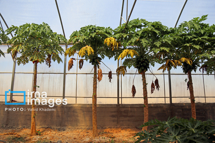 مزرعه «پاپایا»