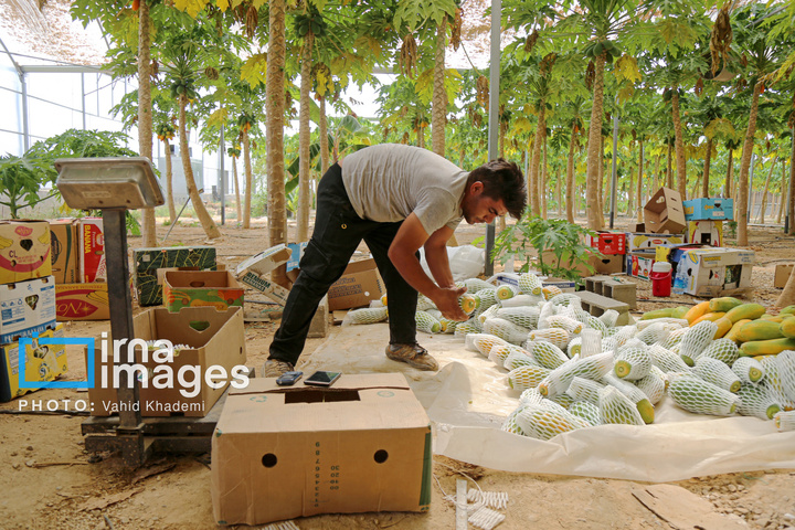 مزرعه «پاپایا»