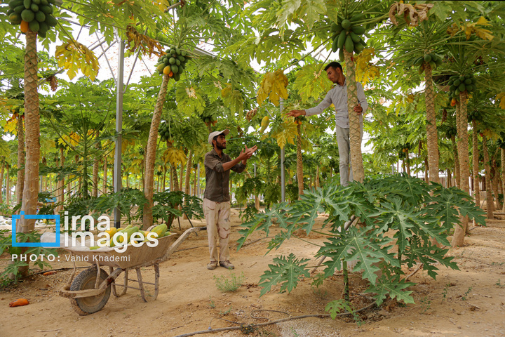 مزرعه «پاپایا»