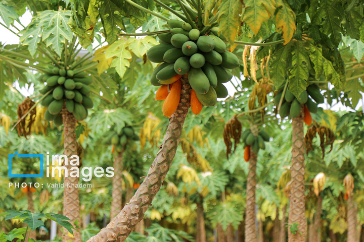 مزرعه «پاپایا»