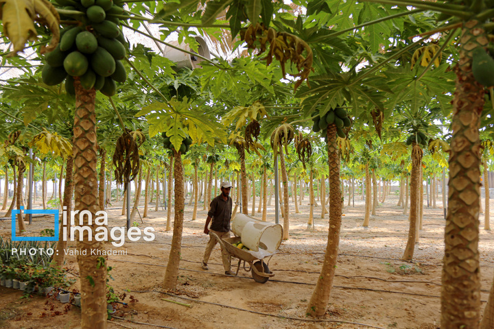 مزرعه «پاپایا»