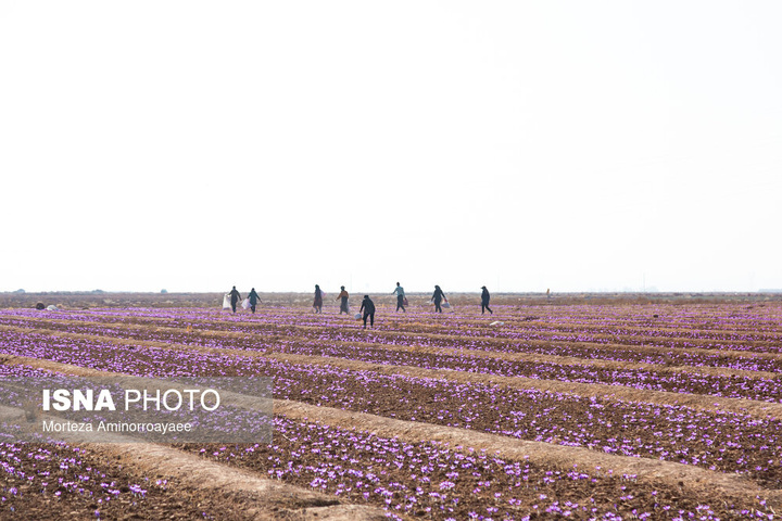 طلای سرخ نیشابور