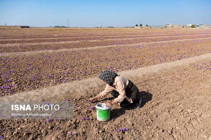 طلای سرخ نیشابور
