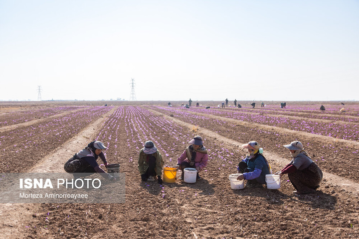 طلای سرخ نیشابور