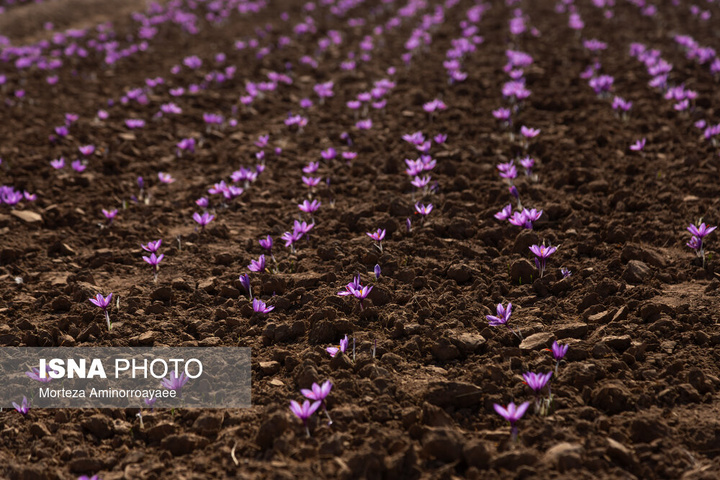طلای سرخ نیشابور
