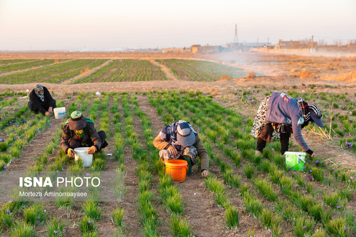 طلای سرخ نیشابور