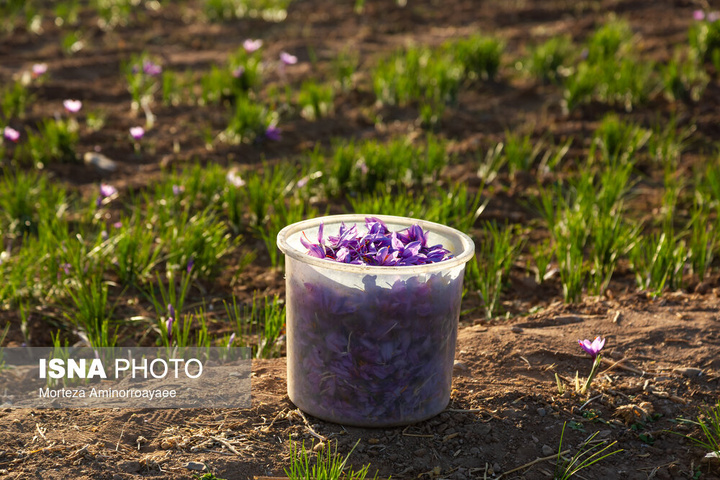 طلای سرخ نیشابور