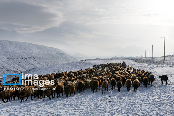 سهند سپیدپوش