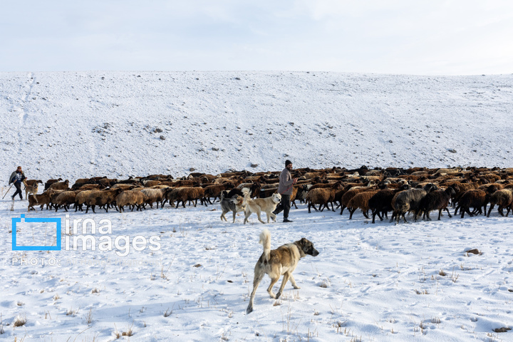 سهند سپیدپوش