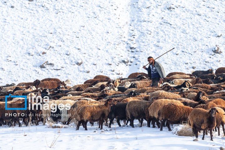 سهند سپیدپوش