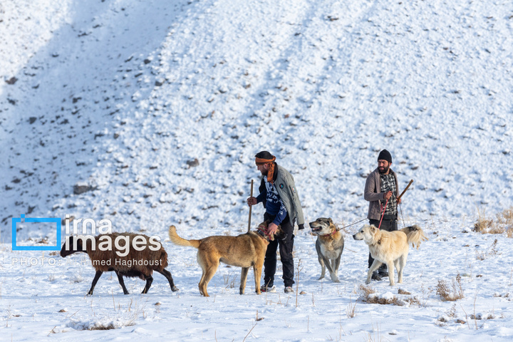 سهند سپیدپوش