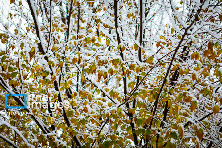 بارش برف در اراک