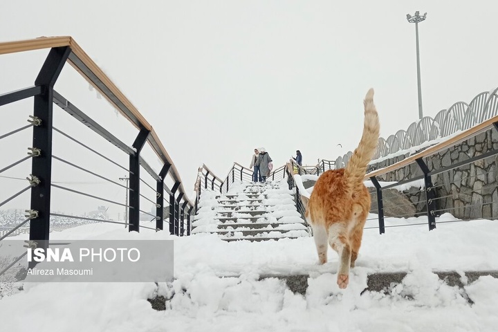 بارش شدید برف - مشهد