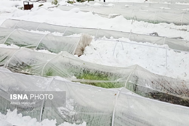 بارش شدید برف - مشهد