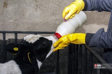 پرورش دام و تولید شیر خام