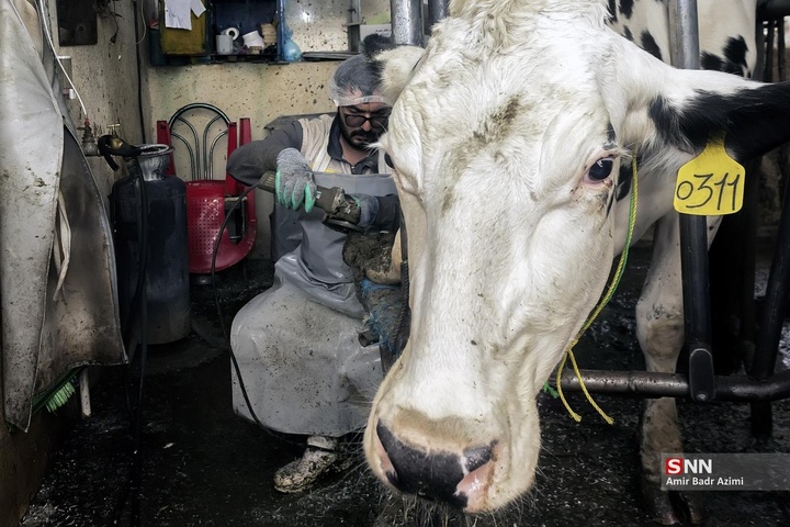 پرورش دام و تولید شیر خام