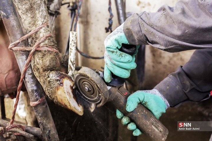 پرورش دام و تولید شیر خام