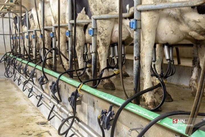 پرورش دام و تولید شیر خام