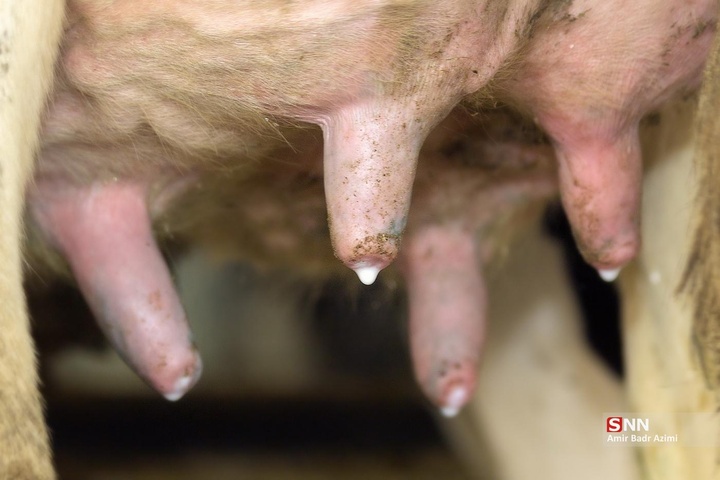 پرورش دام و تولید شیر خام