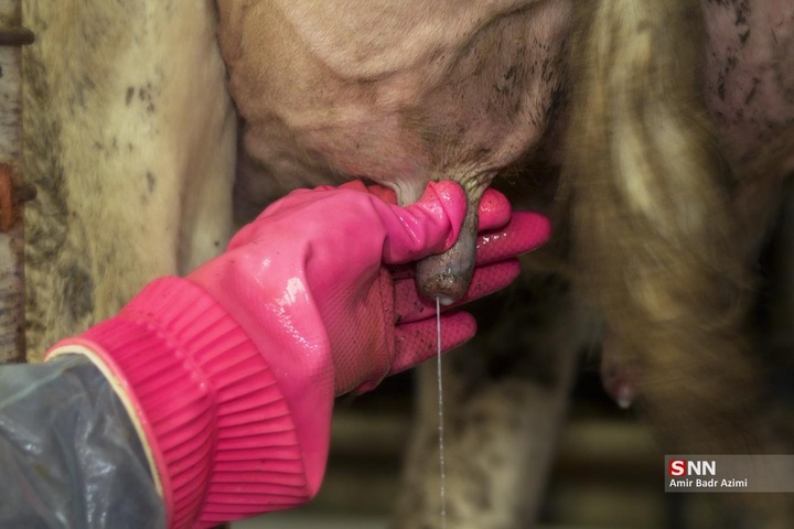 پرورش دام و تولید شیر خام