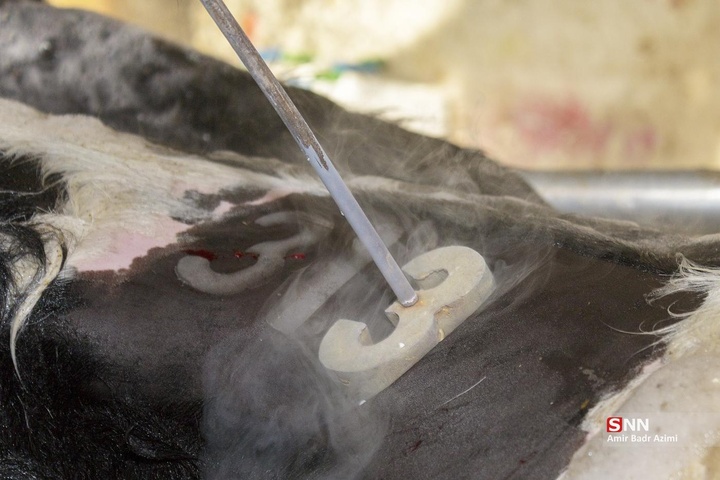 پرورش دام و تولید شیر خام