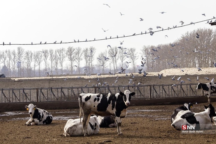 پرورش دام و تولید شیر خام