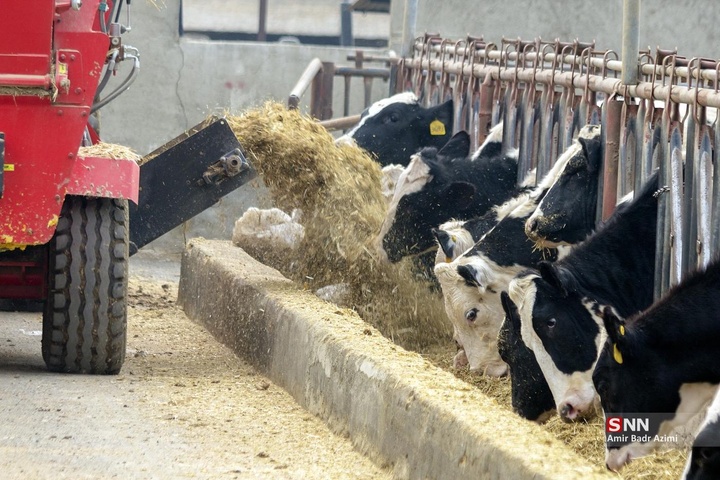 پرورش دام و تولید شیر خام