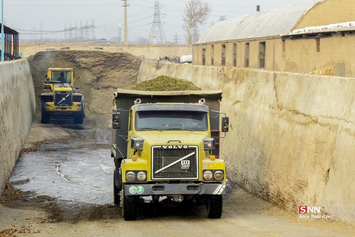 پرورش دام و تولید شیر خام