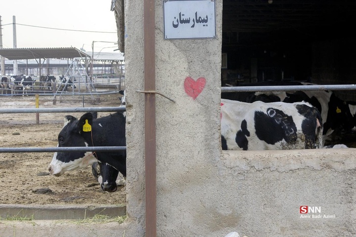 پرورش دام و تولید شیر خام