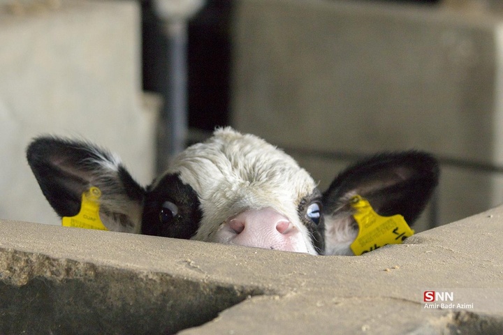 پرورش دام و تولید شیر خام