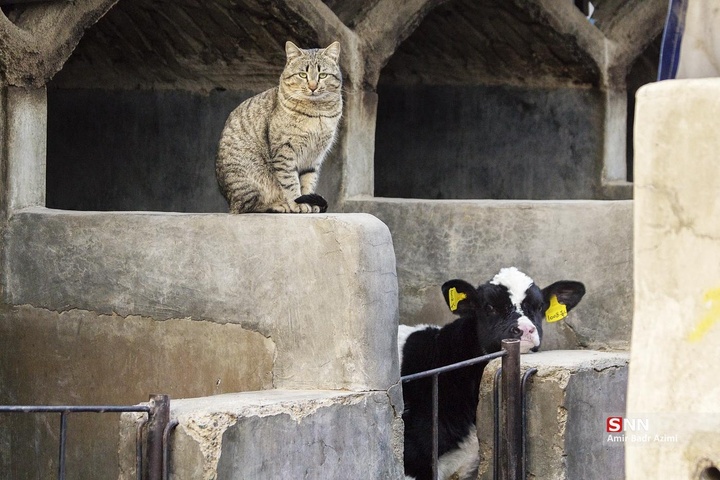 پرورش دام و تولید شیر خام