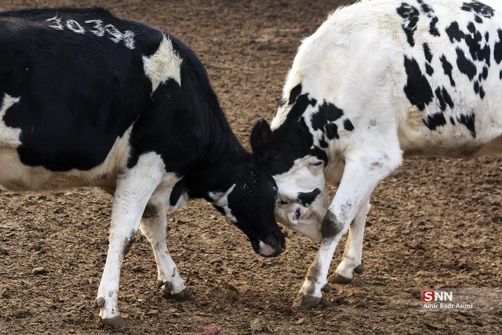 پرورش دام و تولید شیر خام
