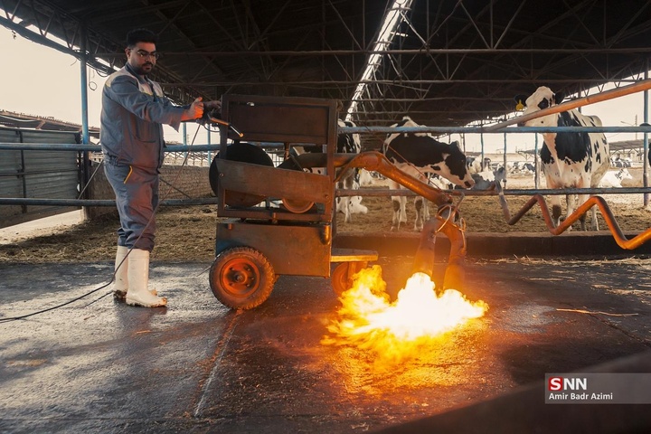 پرورش دام و تولید شیر خام